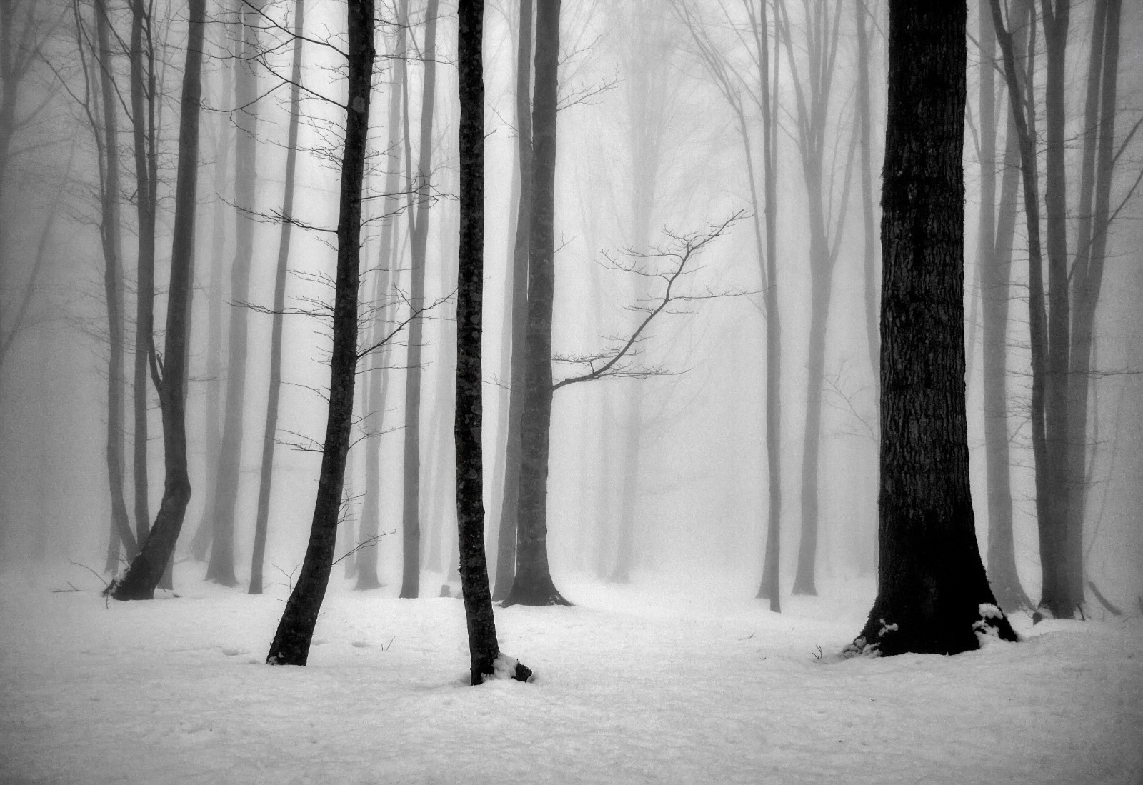 Untitled from the Passion of The Trees series